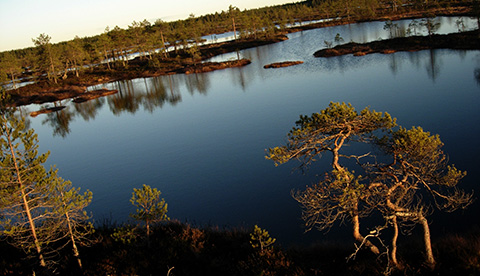 Kauhanevan kansallispuiston maisemaa hallitsee laaja allikkoalue