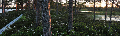 Kansallispuiston kesilta Kauhanevalla