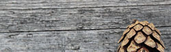 Kauhanevan-Pohjankankaan kansallispuistossa pitkoksilla lepäävä käpy