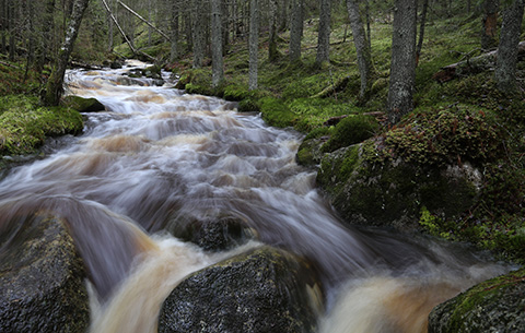 Katikankanjonin pohjalla virtaa ajoittain runsasvetinen puro