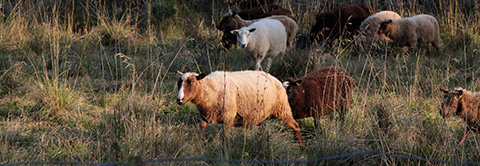 Kristiinankaupungin Tiilitehtaanmäellä lampaat hoitavat arvokasta perinnemaisemaa