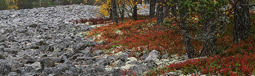 Lauhanvuoren kansallispuiston syysruskaa Kivijatalla