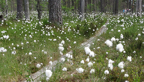 Tupasvilla koristavat Lauhanvuoren kansallispuiston maisemaa alkukesll