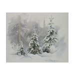 KR_picea0306.jpg
