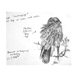 kr_butbut0407.jpg