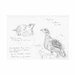 sk_teturo0509.jpg