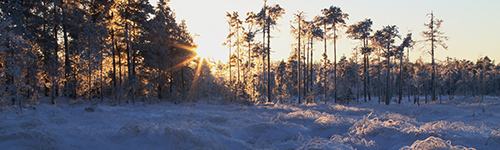 Talvinen suoluonto tarjoaa hiljaisuutta ja raitista ilmaa
