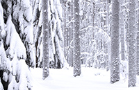 Lauhanvuori National park winter forest